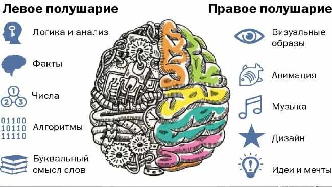 Правое и левое полушарие мозга
