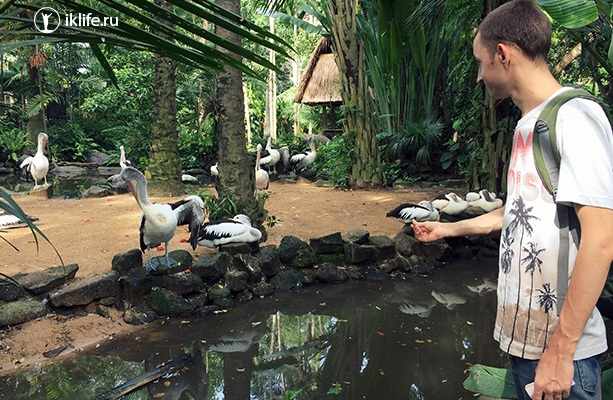 парк птиц на Бали